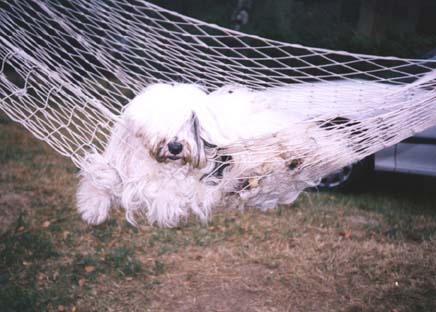 My swing!!!!Haf, haf!!